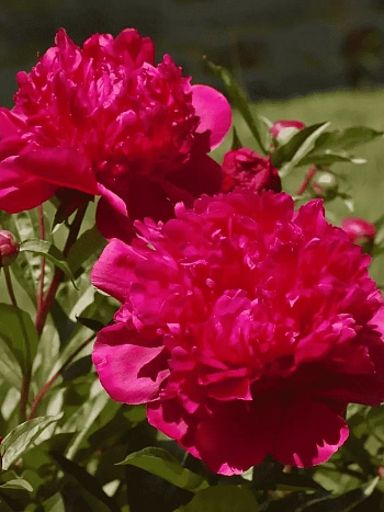 Пион Молочноцветковый Big Ben