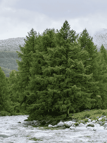 Лиственница сибирская