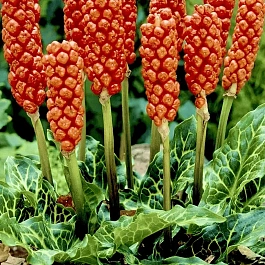 Аронник итальянский