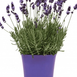Лаванда  Avignon Early Blue