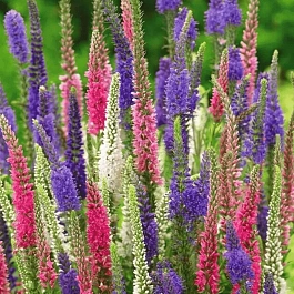 Вероника Микс