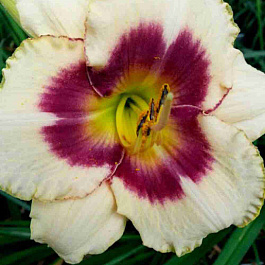 Лилейник Blueberry Candy