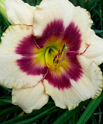 Лилейник Blueberry Candy