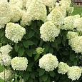 Гортензия метельчатая Limelight