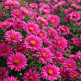 Астра ново-бельгийская Royal Ruby