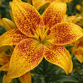 Лилия Tiny Nugget