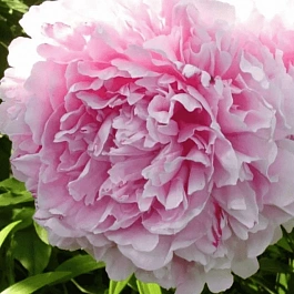 Пион Молочноцветковый President Taft