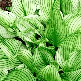 Хоста Zebra Stripes