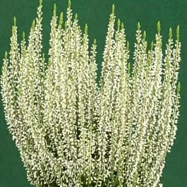 Вереск обыкновенный Helena