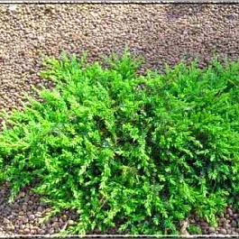 Можжевельник обыкновенный Гринмантл