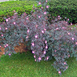 Роза сизая Глаука