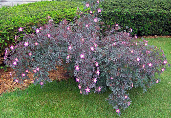 Роза сизая Глаука