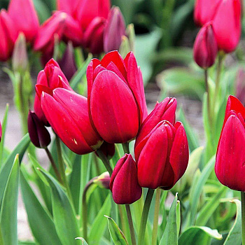 Тюльпан многоцветковый Файри Клаб