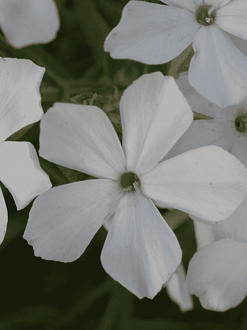 Флокс White Light Rose