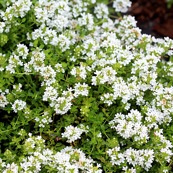 Тимьян (Чабрец, Чабер) ранний Wirral White