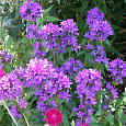 Колокольчик (Кампанула) скученный Speciosa