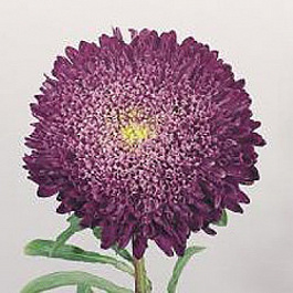 Астра Бенари Принцесс Блю