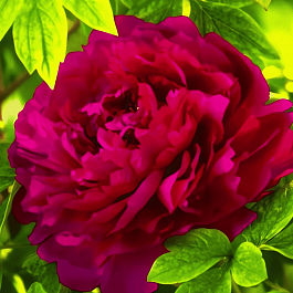 Пион Древовидный  Red Flower Hidden Among Twigs