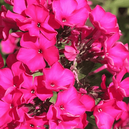 Флокс метельчатый Пламя