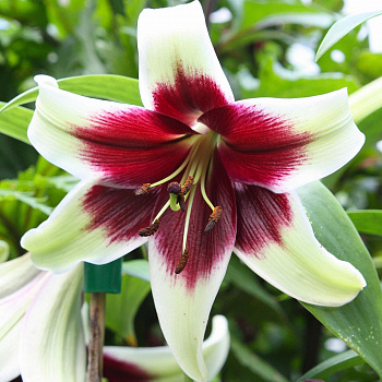 Лилия видовая Куси Мая