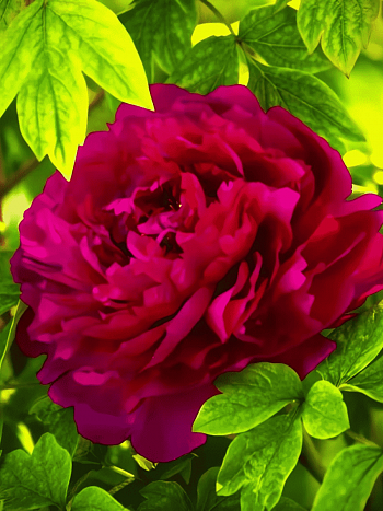 Пион Древовидный  Red Flower Hidden Among Twigs