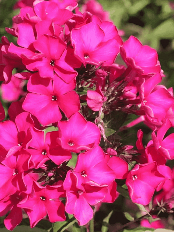 Флокс метельчатый Пламя