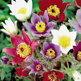 Прострел обыкновенный Mix