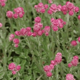 Антеннария двудомная Bright Rose