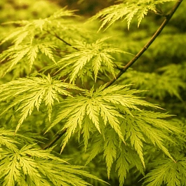 Клен веерный Emerald Lace