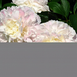 Пион травянистый Алерти