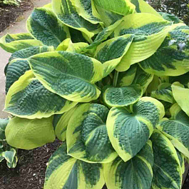 Хоста Band Of Gold