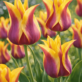 Тюльпан Ballade Dream