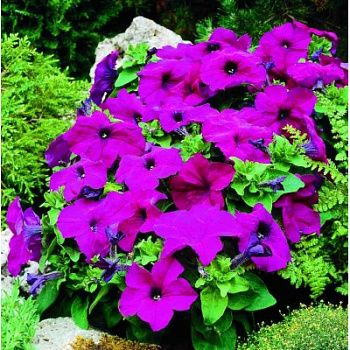 Петуния грандифлора Лимбо Джи Пи Виолет