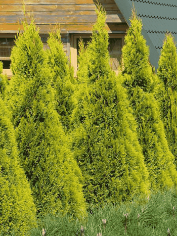 Туя западная Sunny Smaragd