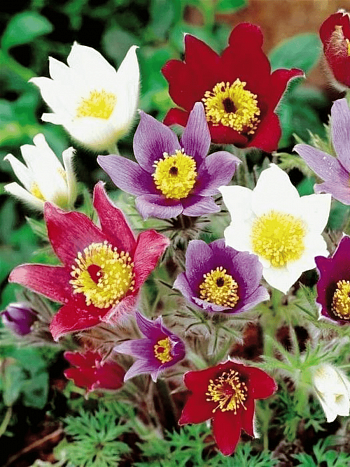 Прострел обыкновенный Mix