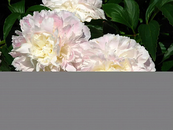 Пион травянистый Алерти