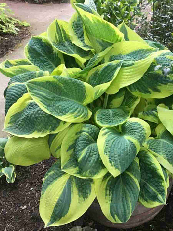 Хоста Band Of Gold