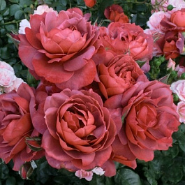 Роза Хот Какао Штамб Роза Хот Какао Штамб