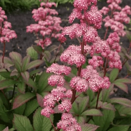 Роджерсия перистая Dark Pokers