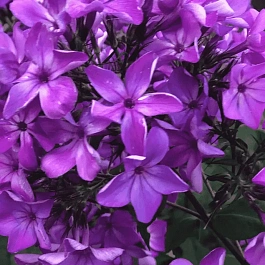 Флокс Гуслица