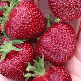 Земляника Вивальди