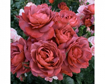 Роза Хот Какао  Штамб