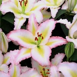 Лилия восточная Примроуз Хилл