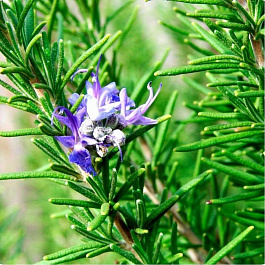 Розмарин лекарственный Дид