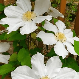 Клематис Toki