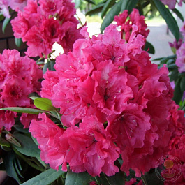 Рододендрон гибридный Дабл Кисс