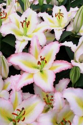 Лилия восточная Примроуз Хилл