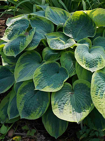 Хоста Tokudama Flavocircinalis