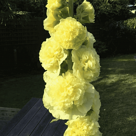 Мальва розовая Chater's Double Yellow