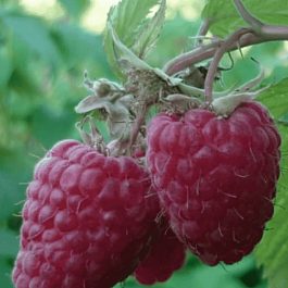 Малина обыкновенная Маросейка